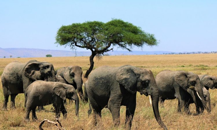 Tarangire National Park